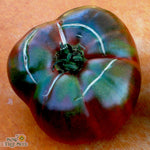 Slicing Tomato Seeds - Black From Tula - Sow True Seed