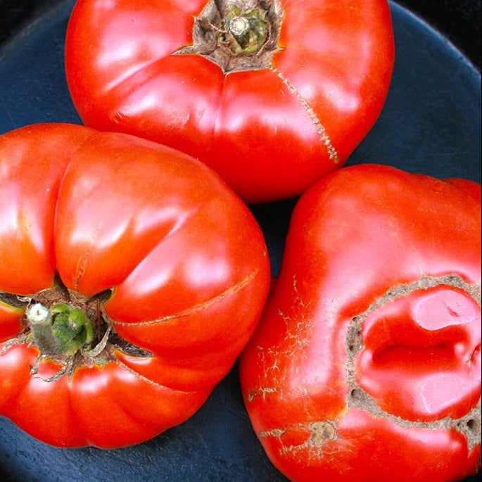 Slicing Tomato - Pink Brandywine, ORGANIC - Sow True Seed