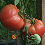 Slicing Tomato - Pink Brandywine, ORGANIC - Sow True Seed