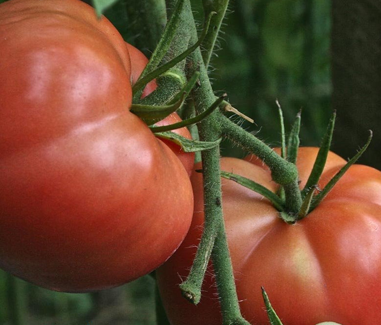 Slicing Tomato - Pink Brandywine, ORGANIC - Sow True Seed