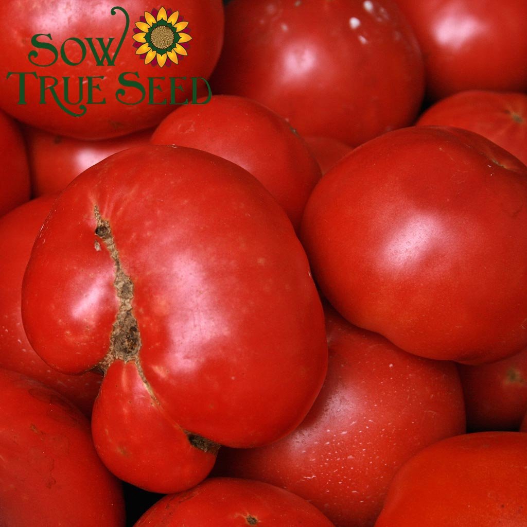 Slicing Tomato - Pink Brandywine, ORGANIC - Sow True Seed