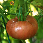 Slicing Tomato - Pink Brandywine, ORGANIC - Sow True Seed