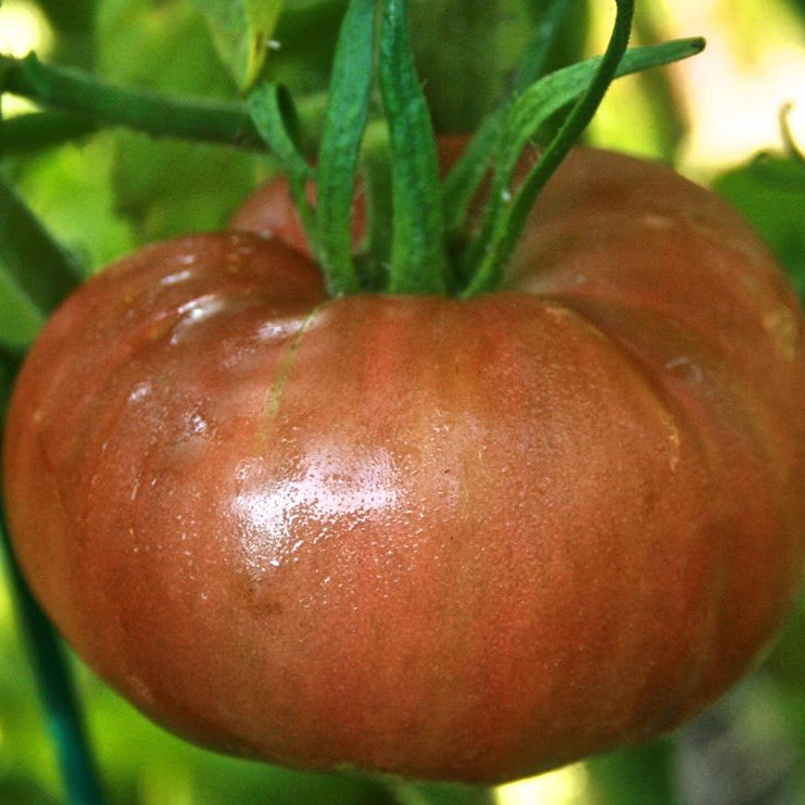 Slicing Tomato - Pink Brandywine, ORGANIC - Sow True Seed