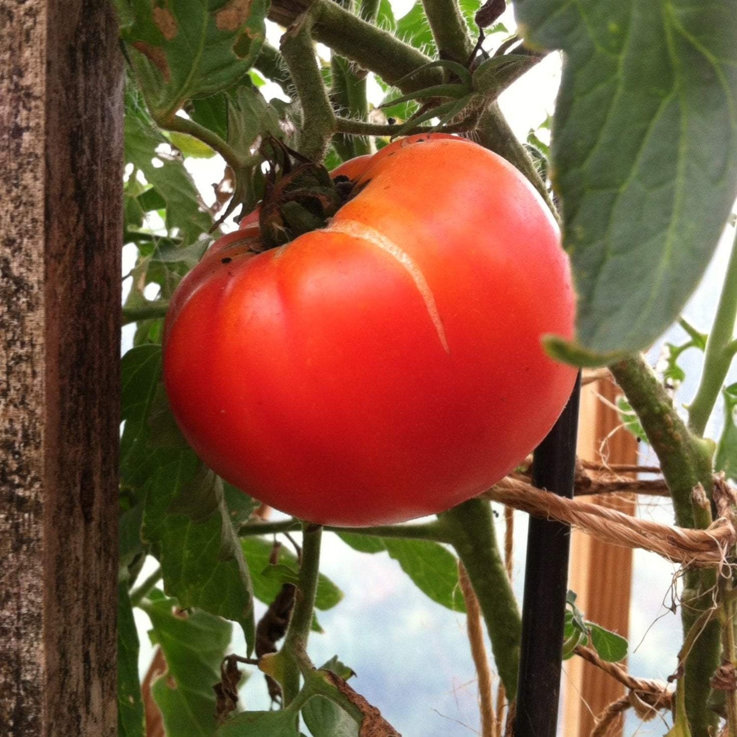 Slicing Tomato Seeds - Hillbilly, ORGANIC - Sow True Seed