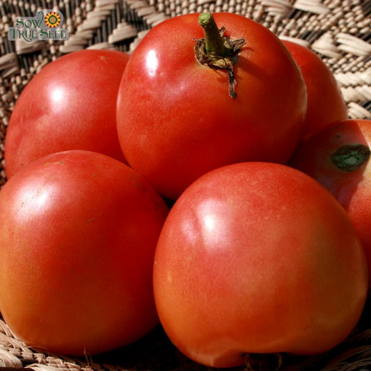 Slicing Tomato - Homestead - Sow True Seed