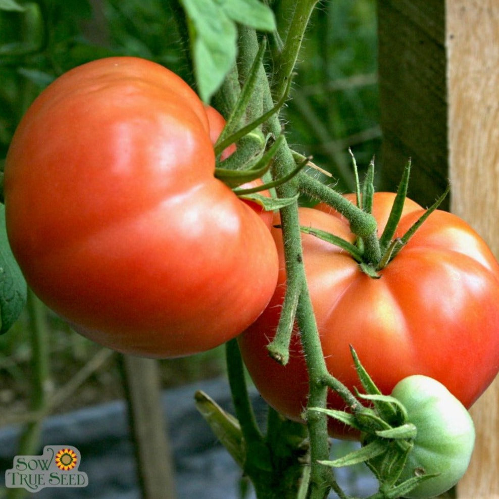 Slicing Tomato - Mortgage Lifter - Sow True Seed
