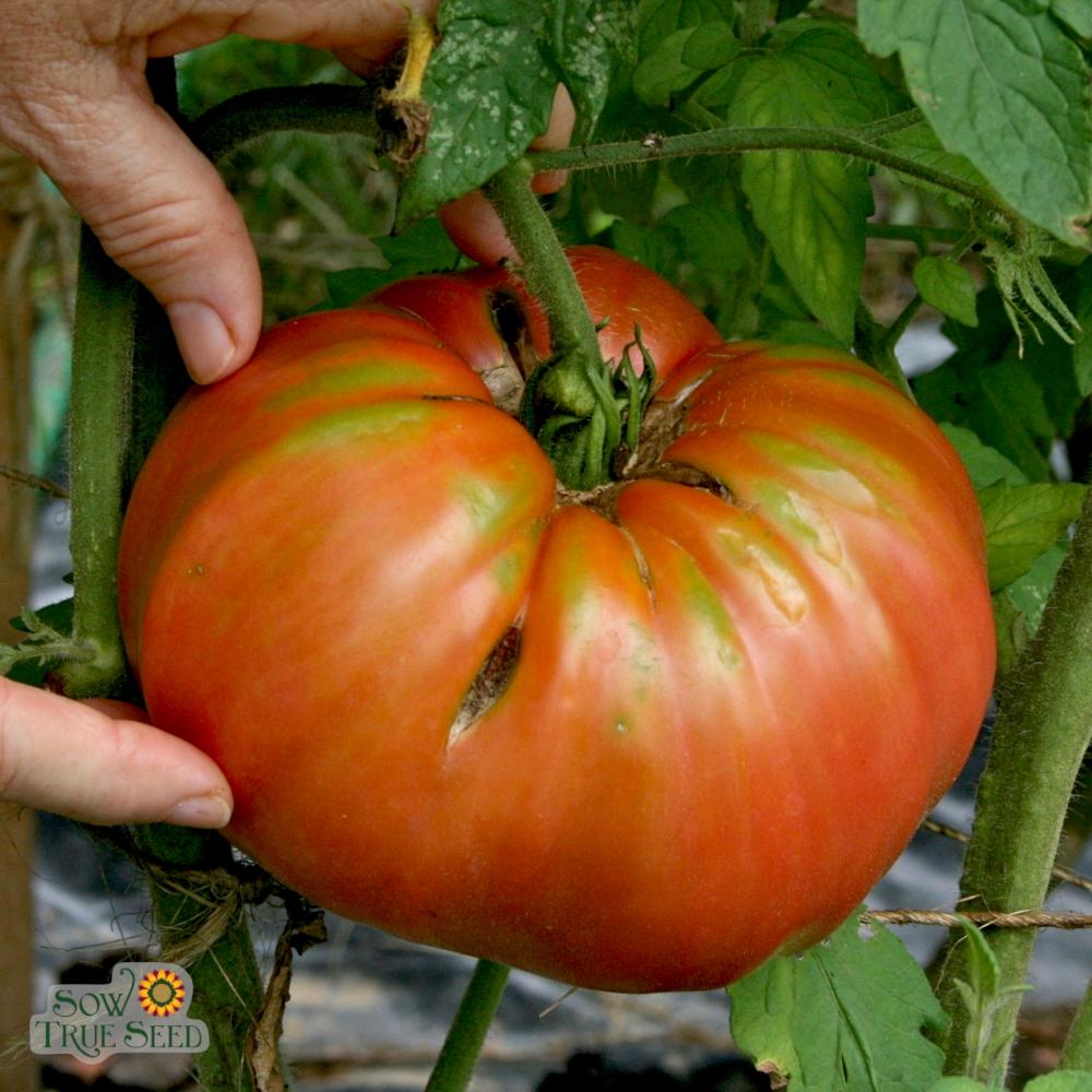 Slicing Tomato - Mortgage Lifter - Sow True Seed