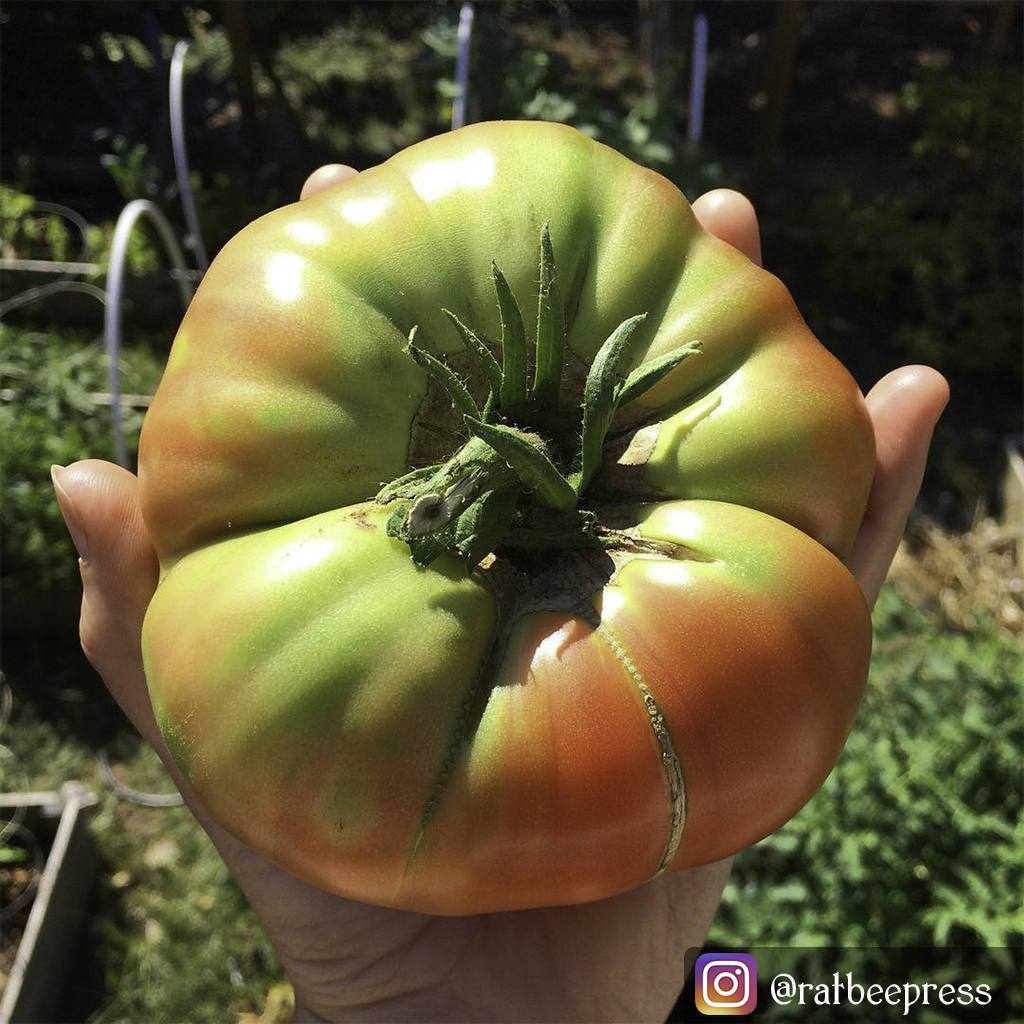 Slicing Tomato - Pink Brandywine, ORGANIC - Sow True Seed