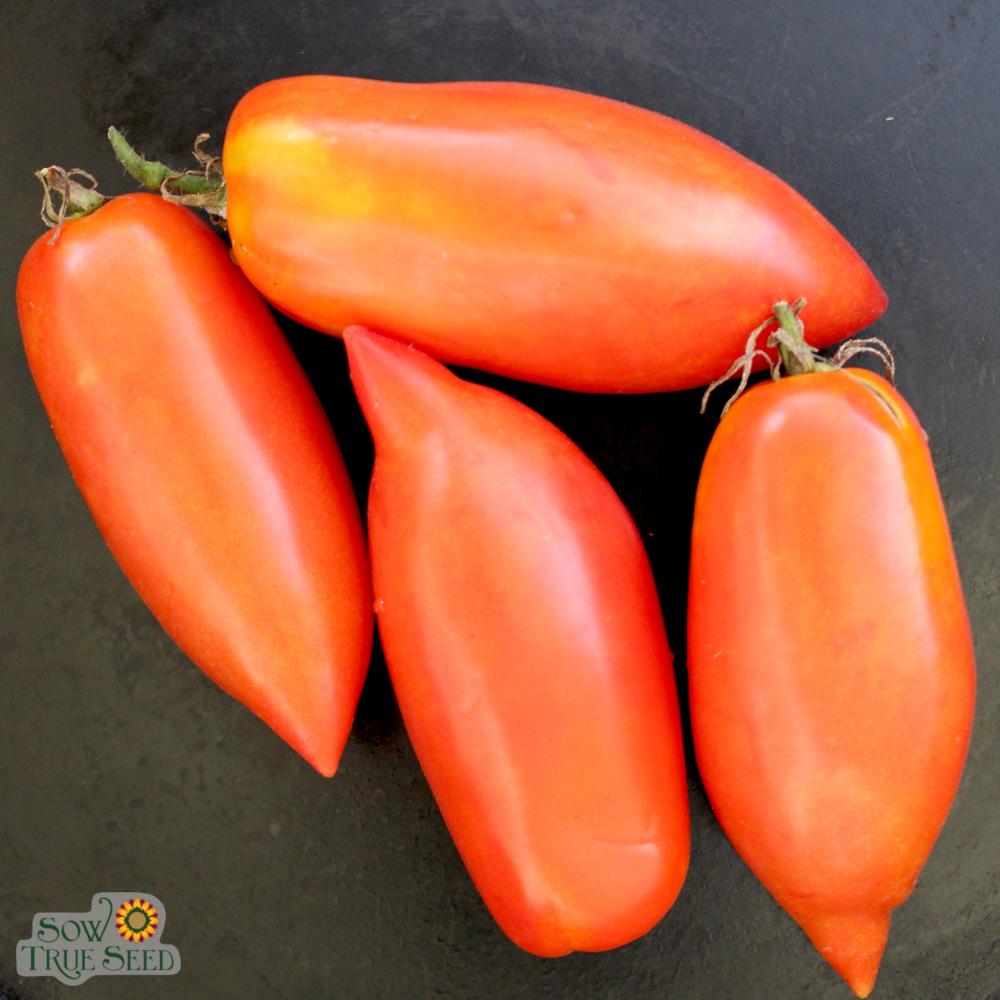 Paste Tomato Seeds - San Marzano - Sow True Seed