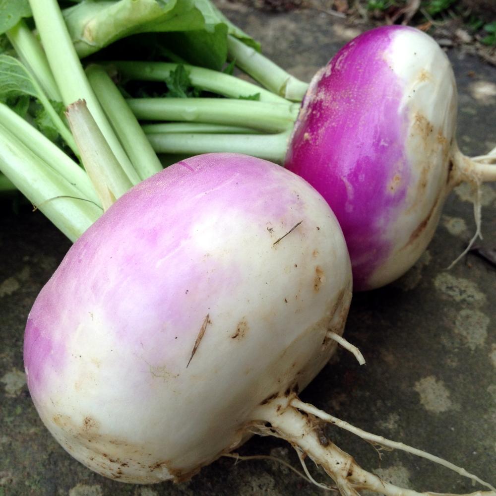 Turnip - Purple Top White Globe, ORGANIC - Sow True Seed
