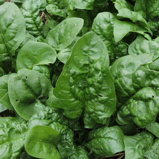 Spinach - Winter Giant - Sow True Seed