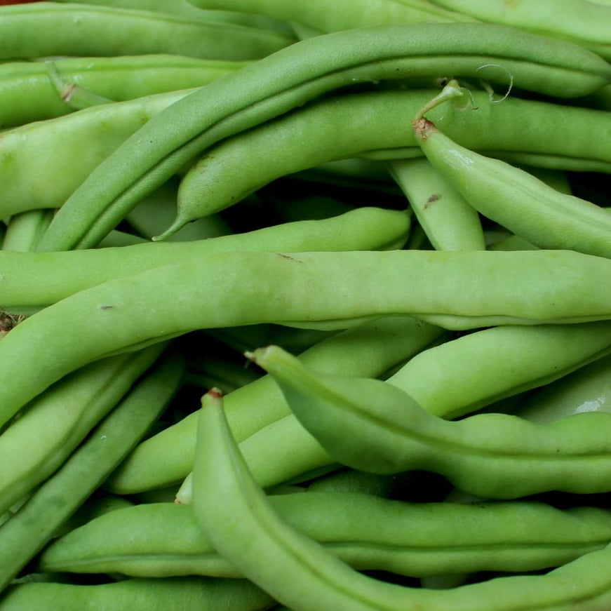 Half Runner Bean - Mountaineer White - Sow True Seed