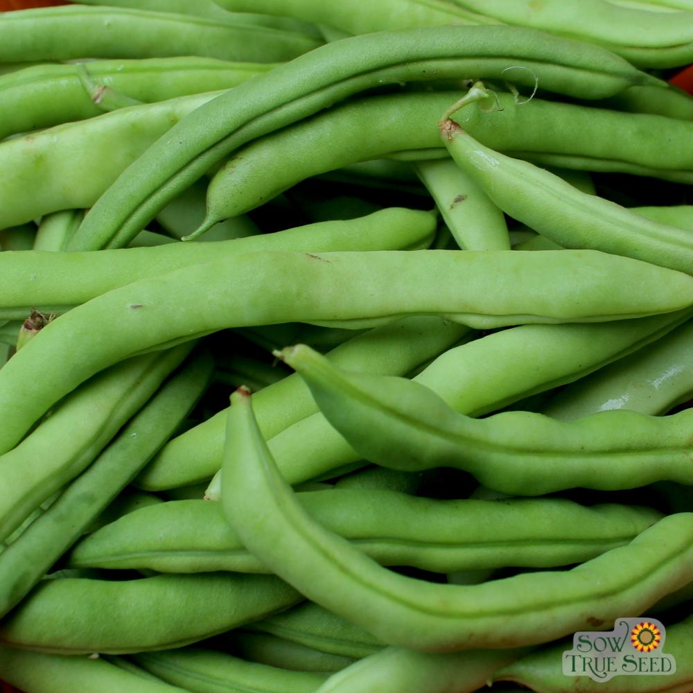 Half Runner Bean - Mountaineer White - Sow True Seed