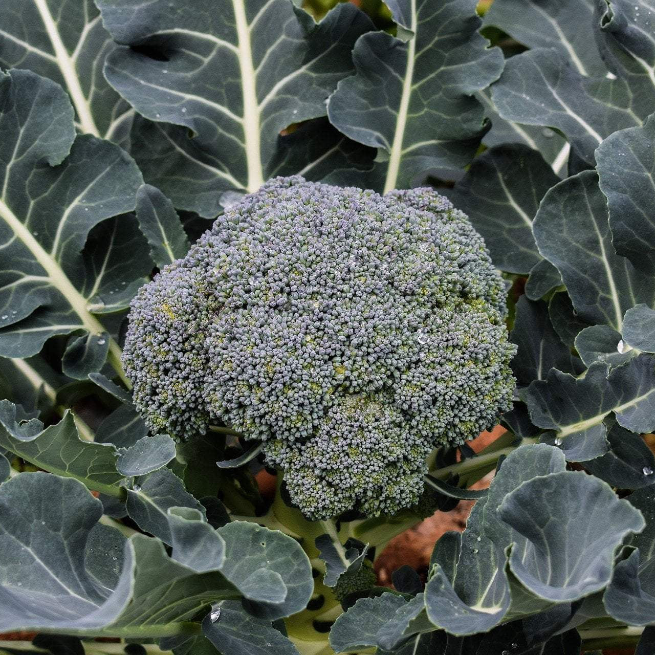 Broccoli Seeds - Waltham 29 - Sow True Seed