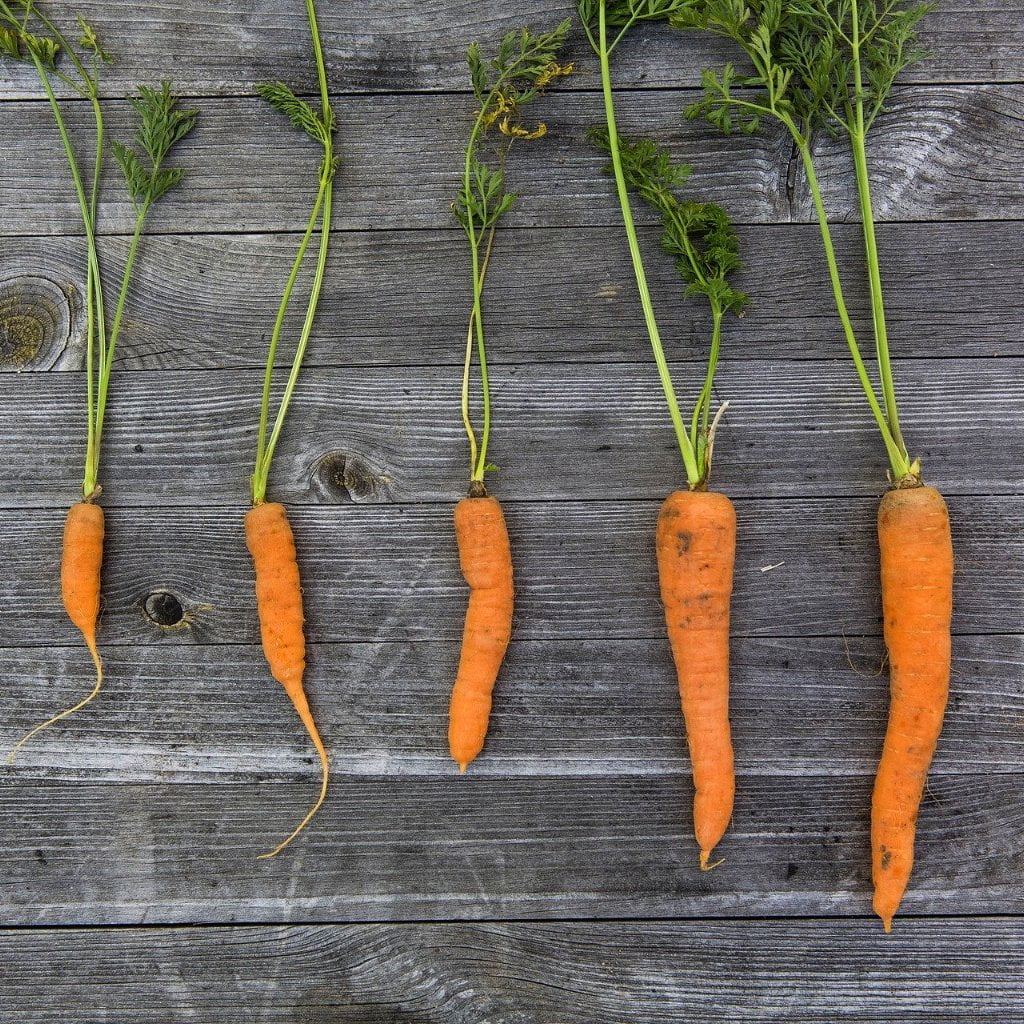 Carrot Seeds - Little Finger, ORGANIC - Sow True Seed