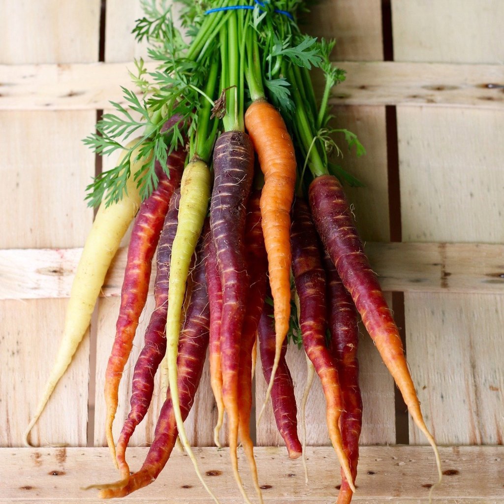Carrot Seeds - Rainbow Blend - Sow True Seed