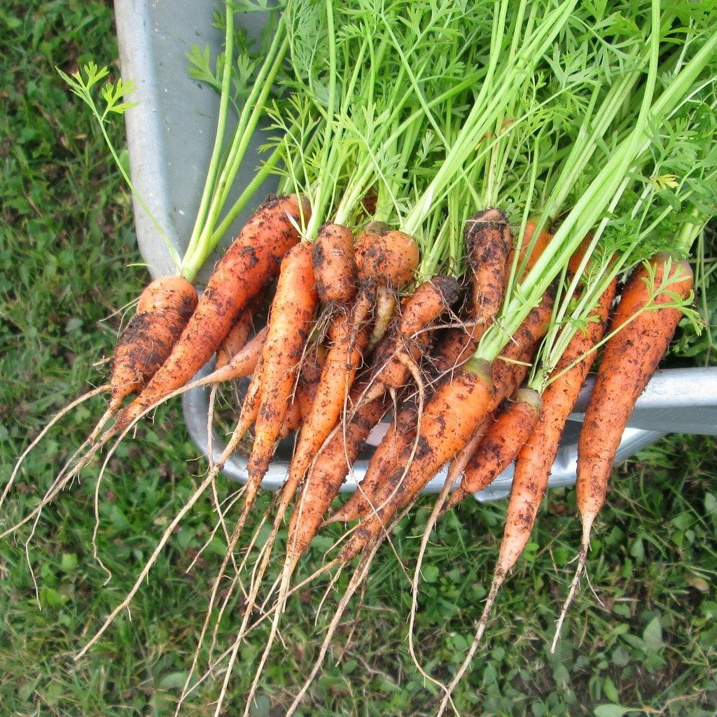 Carrot Seeds - Red Core Chantenay - Sow True Seed