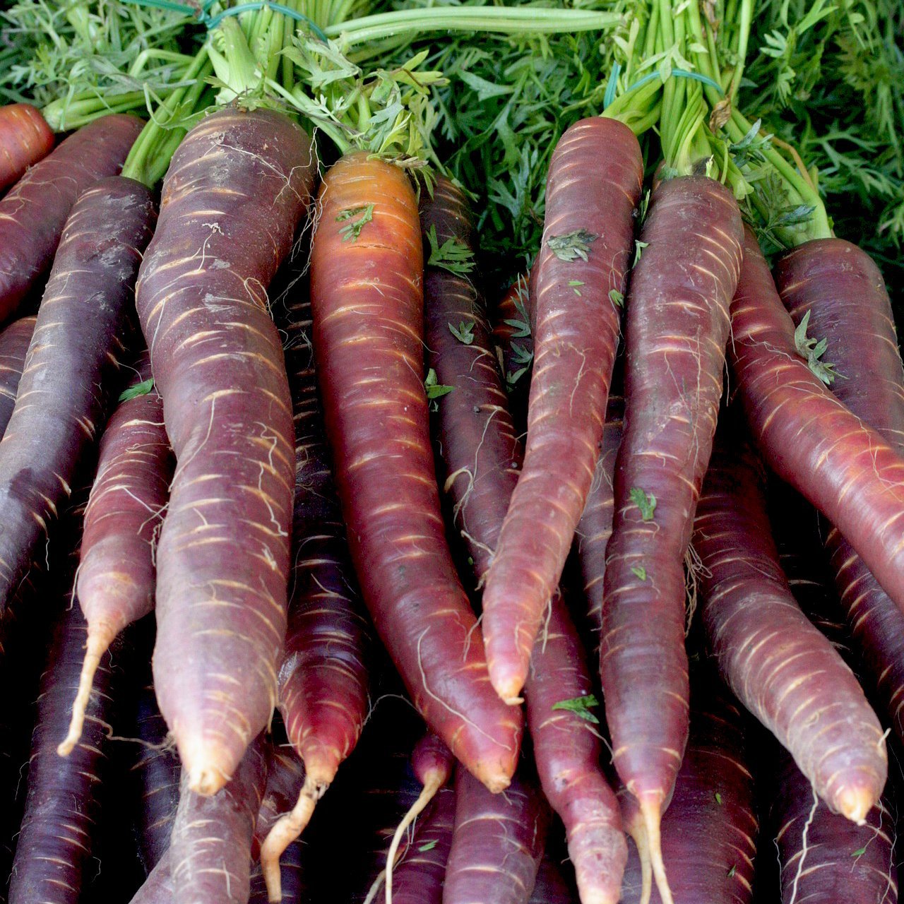 Carrot Seeds - Cosmic Purple - Sow True Seed