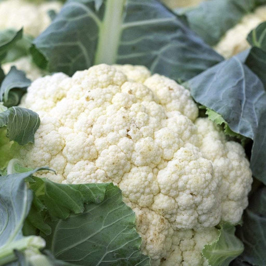 Cauliflower Seeds - Snowball Self-Blanching, ORGANIC - Sow True Seed