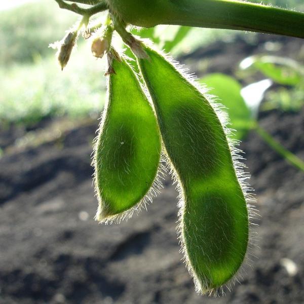 Soy Bean (Edamame) - Chiba Green, ORGANIC - Sow True Seed