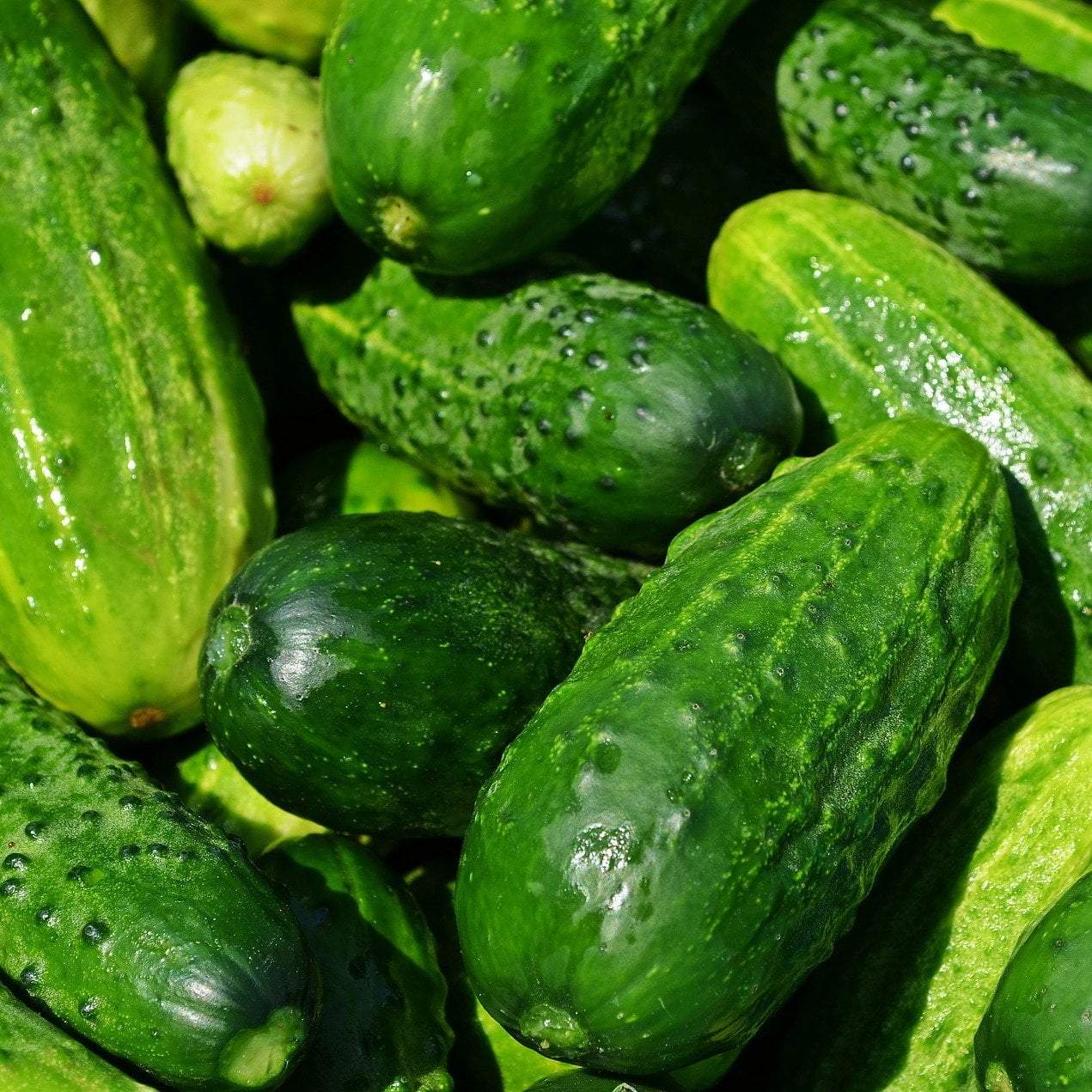 Pickling Cucumber - Boston - Sow True Seed