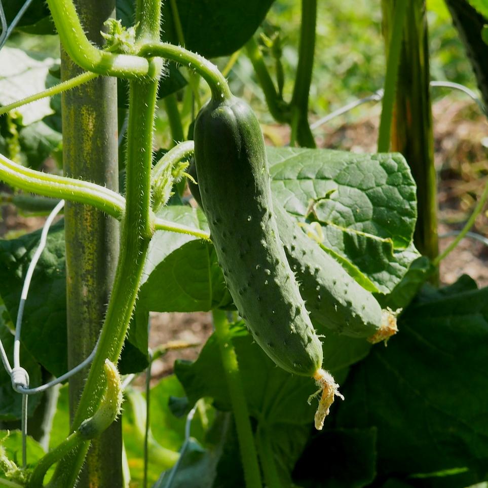 Pickling Cucumber Seeds - Bushy - Sow True Seed