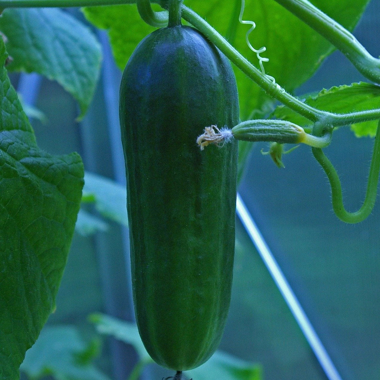 Slicing Cucumber Seeds - Muncher, ORGANIC - Sow True Seed