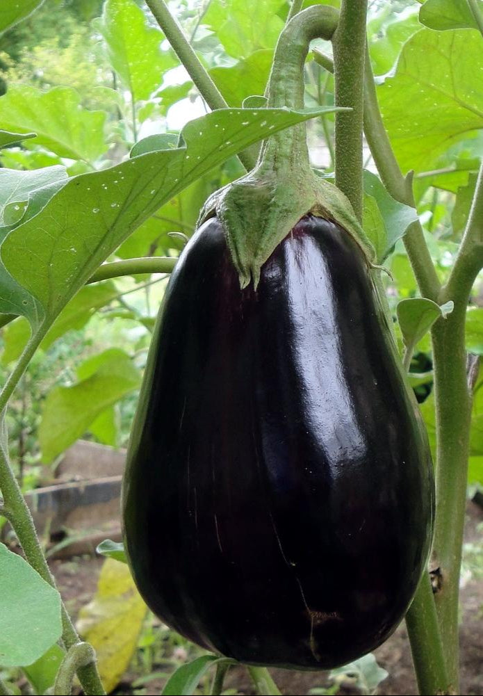 Eggplant Seeds - Black Beauty, ORGANIC - Sow True Seed