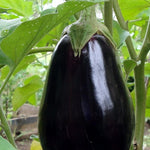 Eggplant Seeds - Black Beauty, ORGANIC - Sow True Seed