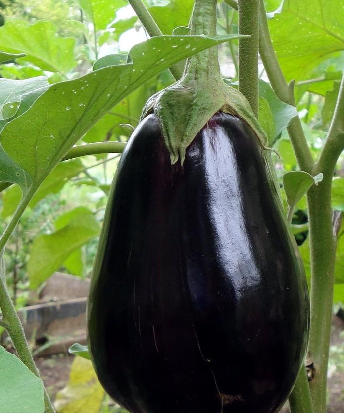 Eggplant Seeds - Black Beauty, ORGANIC - Sow True Seed