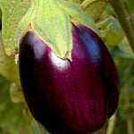 Eggplant Seeds - Black Beauty, ORGANIC - Sow True Seed