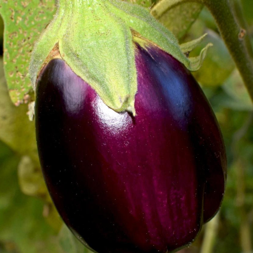 Eggplant Seeds - Black Beauty, ORGANIC - Sow True Seed