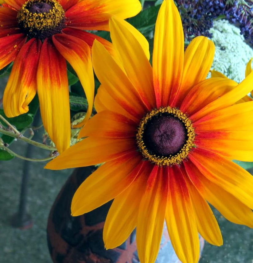 Rudbeckia Seeds - Gloriosa Daisy - Sow True Seed