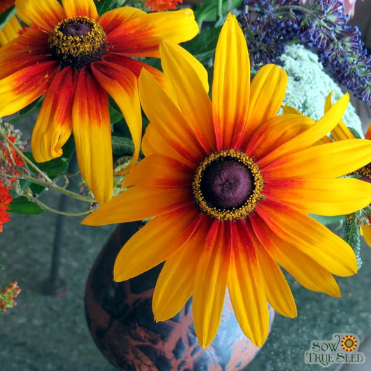 Rudbeckia Seeds - Gloriosa Daisy - Sow True Seed