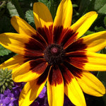 Rudbeckia Seeds - Gloriosa Daisy - Sow True Seed