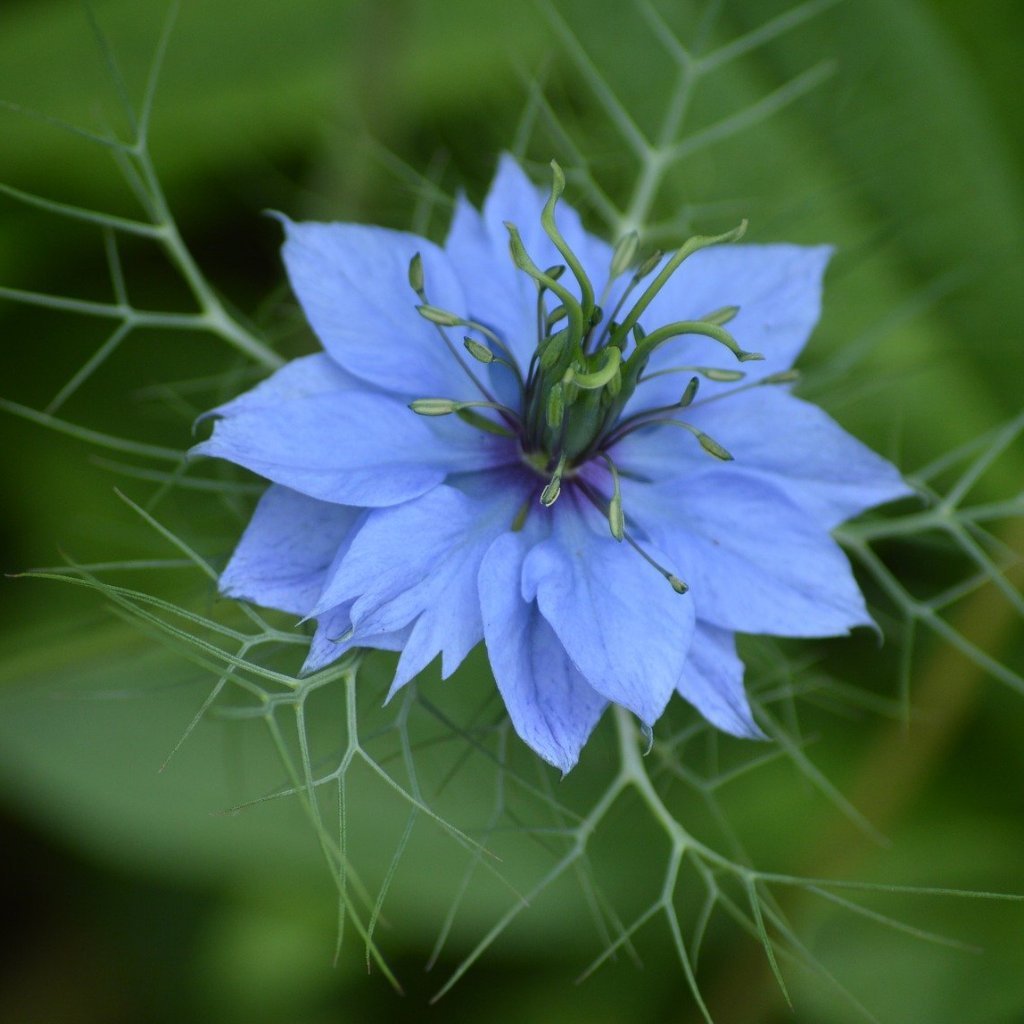 love in mist flower seeds Nigella Seeds