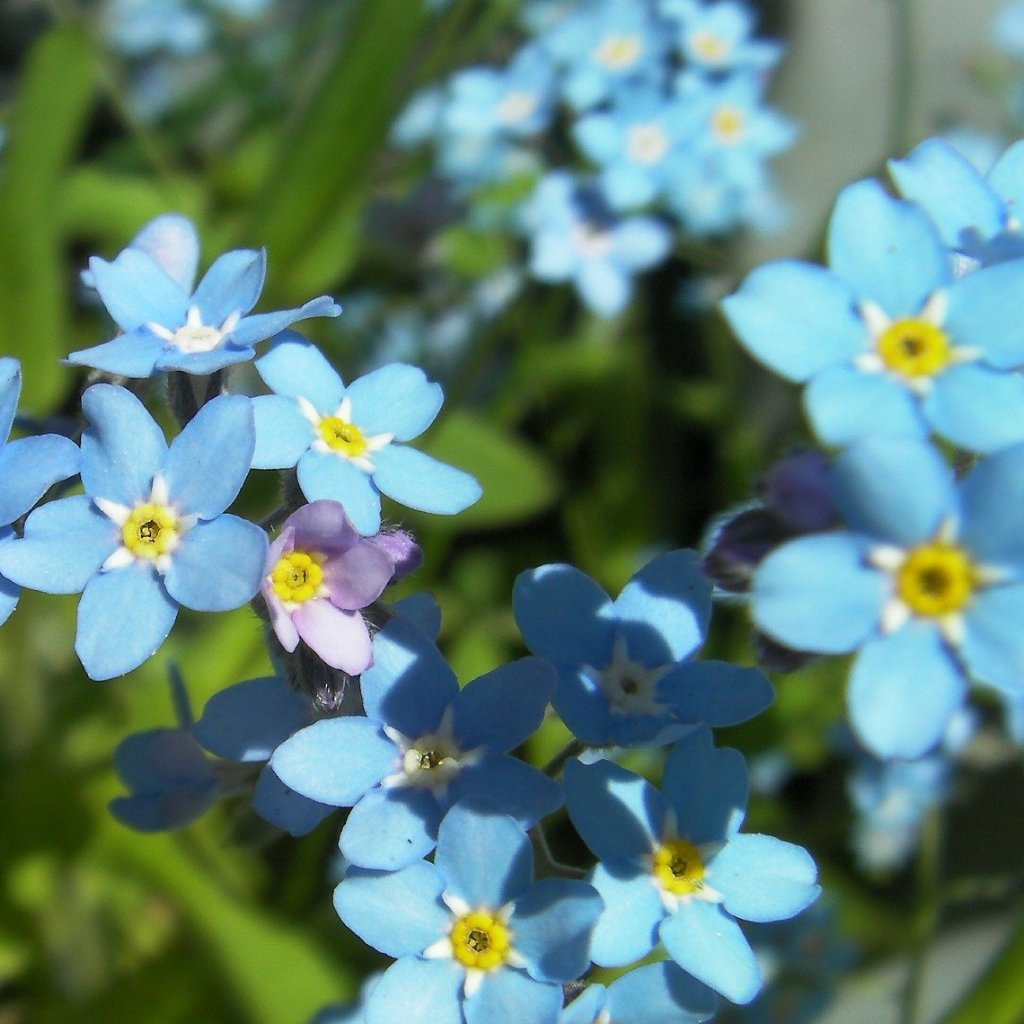forget me not flower seeds for sale Forget-me-not Seeds