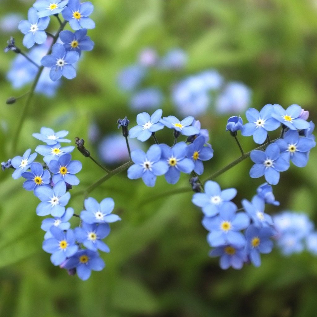 Forget-Me-Not seeds : Attractive clusters of blue flowers. – Sow True Seed  Wholesale