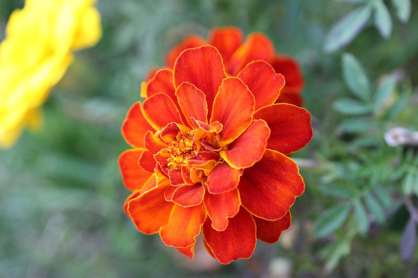 Marigold Seeds - Sparky Mix - Sow True Seed