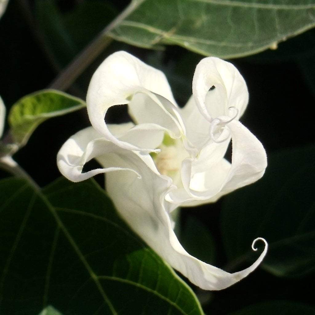 Moonflower Seeds - Sow True Seed