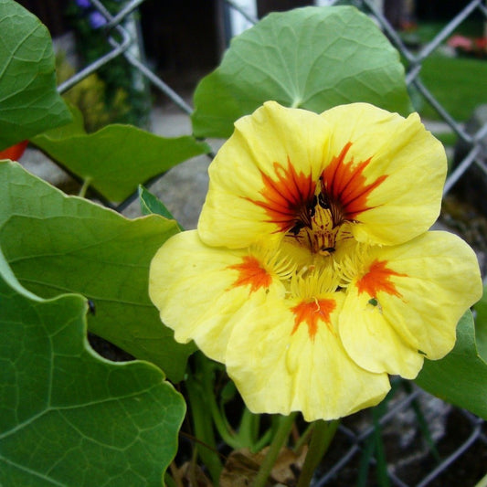 Nasturtium Seeds - Peach Melba Dwarf - Sow True Seed