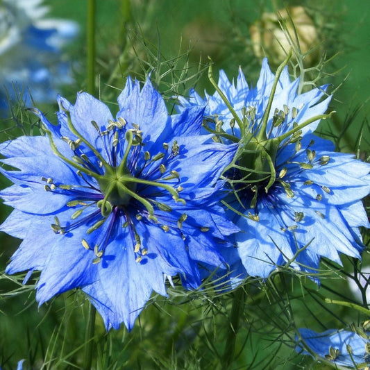 Nigella Seeds - Love in a Mist - Sow True Seed