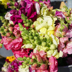 Snapdragon Seeds - Tetra Mix - Sow True Seed