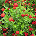 Zinnia Seeds - Cherry Queen - Sow True Seed