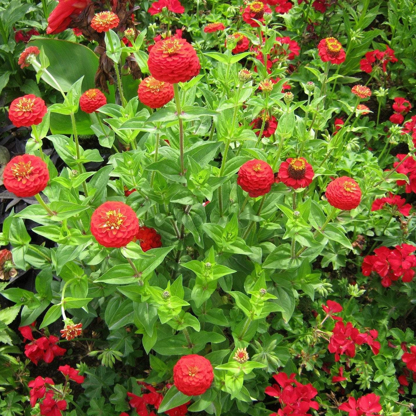 Zinnia Seeds - Cherry Queen - Sow True Seed