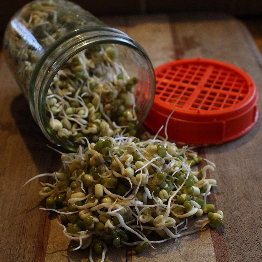 Sprouting Seed - Mung Bean, ORGANIC - Sow True Seed
