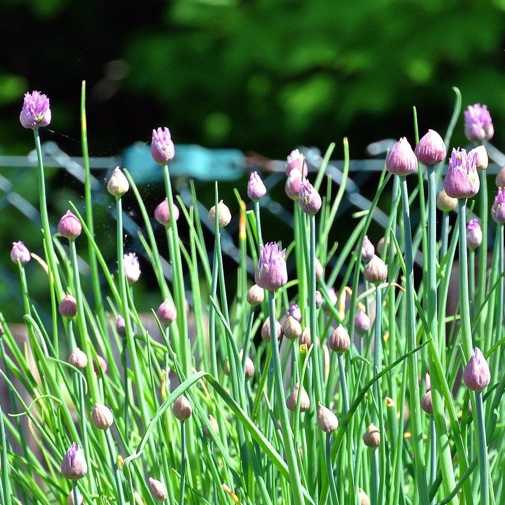 Chives Seed - Sow True Seed