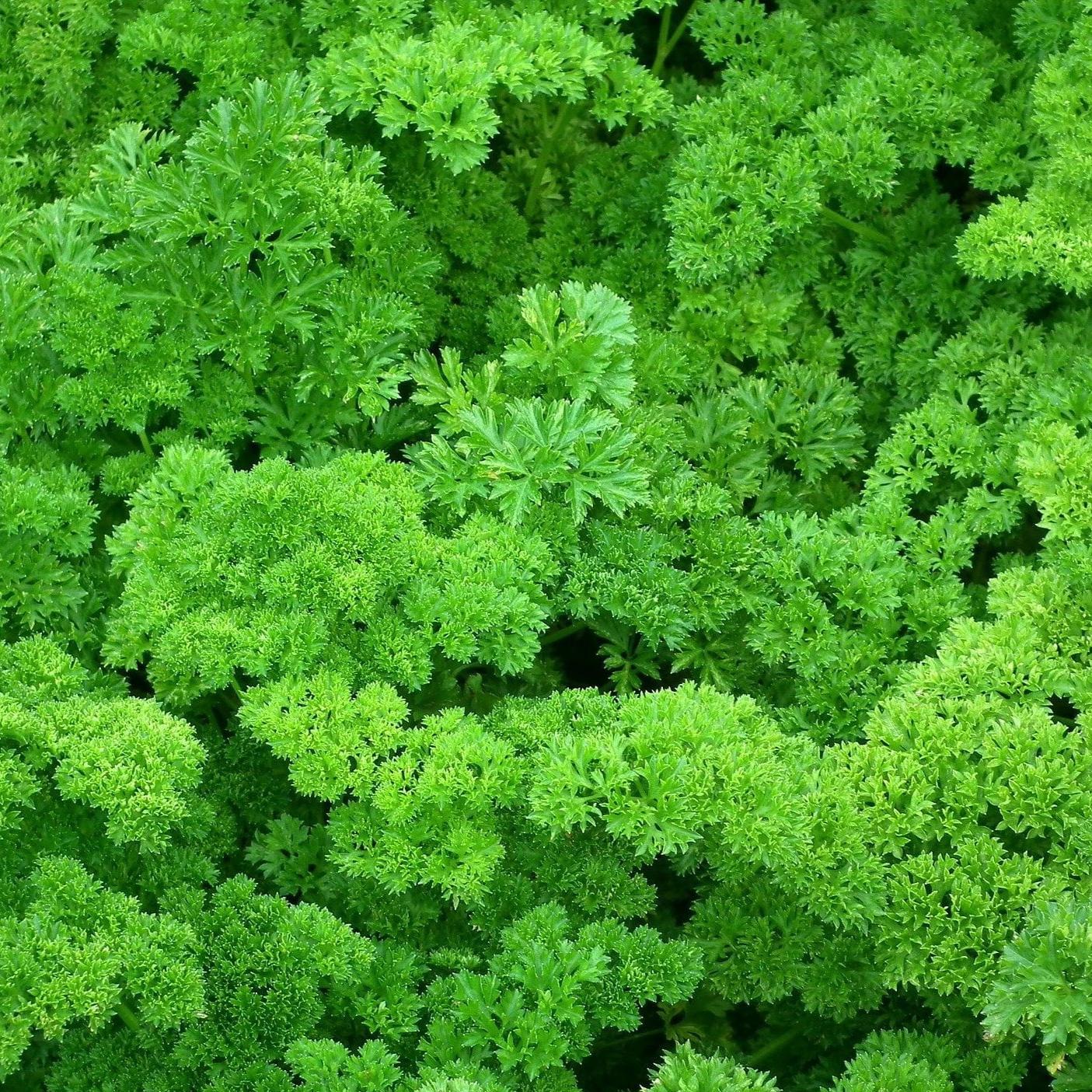 Parsley Seed, Forest Green, ORGANIC - Sow True Seed