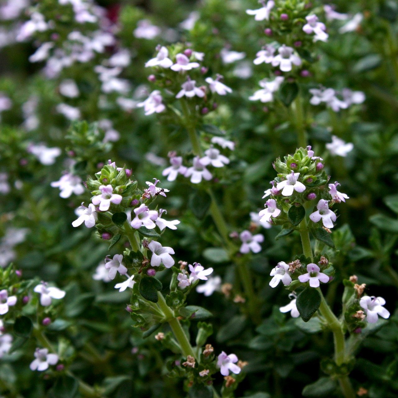 Thyme Seed - English, ORGANIC - Sow True Seed