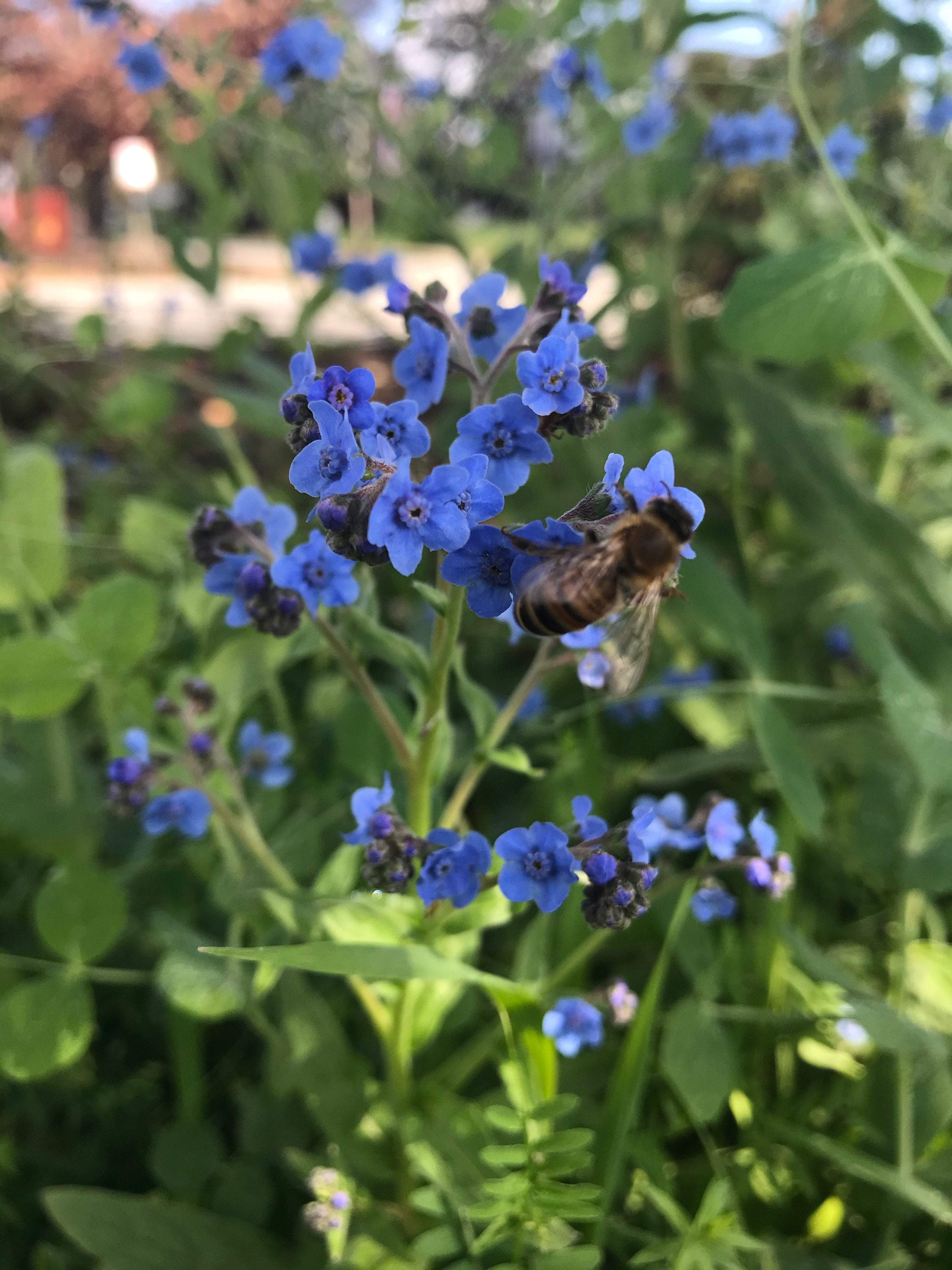 forget me not flower from seed Forget-Me-Not seeds : Attractive clusters of blue flowers. – Sow True Seed Wholesale